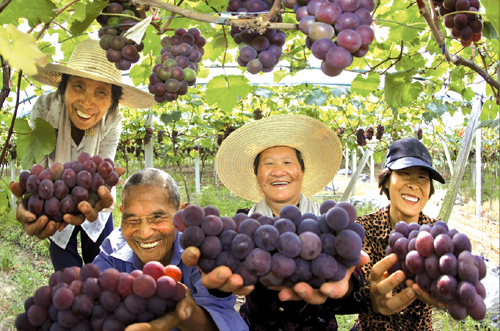 印象金东:摄影作品《丰收的喜悦》