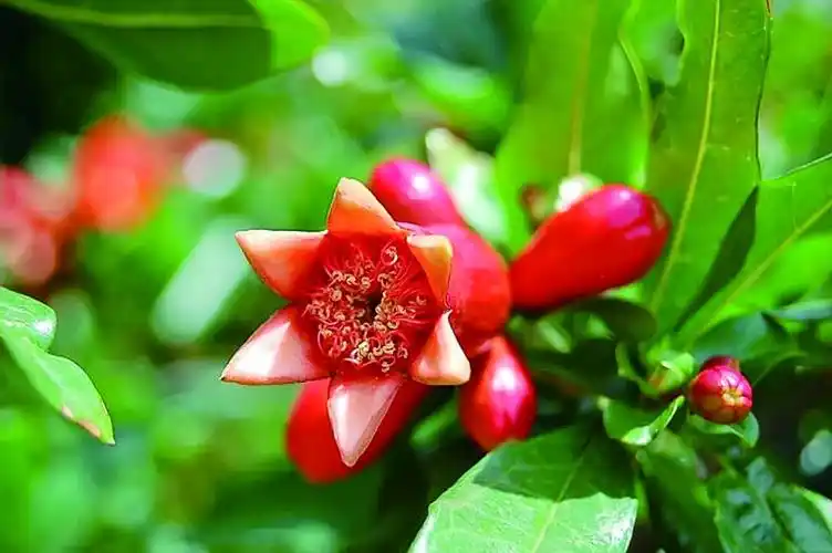 西班牙国花石榴花