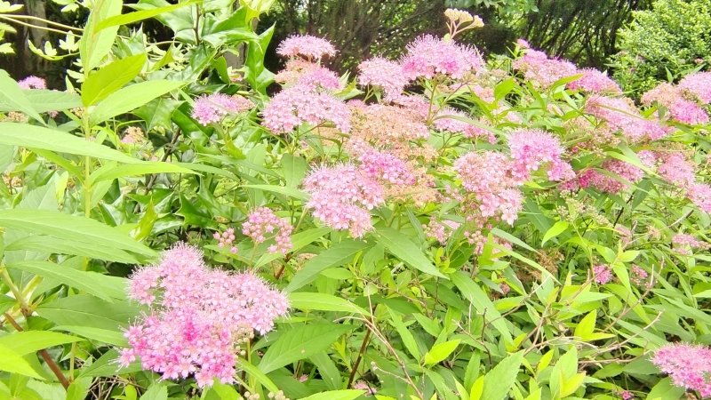吉安随拍花花草草之粉花绣线菊