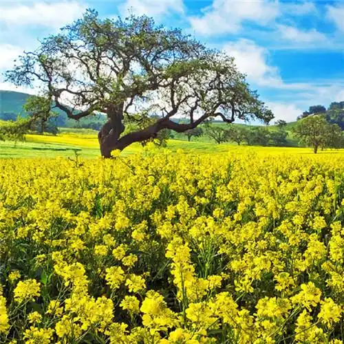 适合一辈子风景头像图片 高清值得一辈子不换的头像风景_风景微信头像