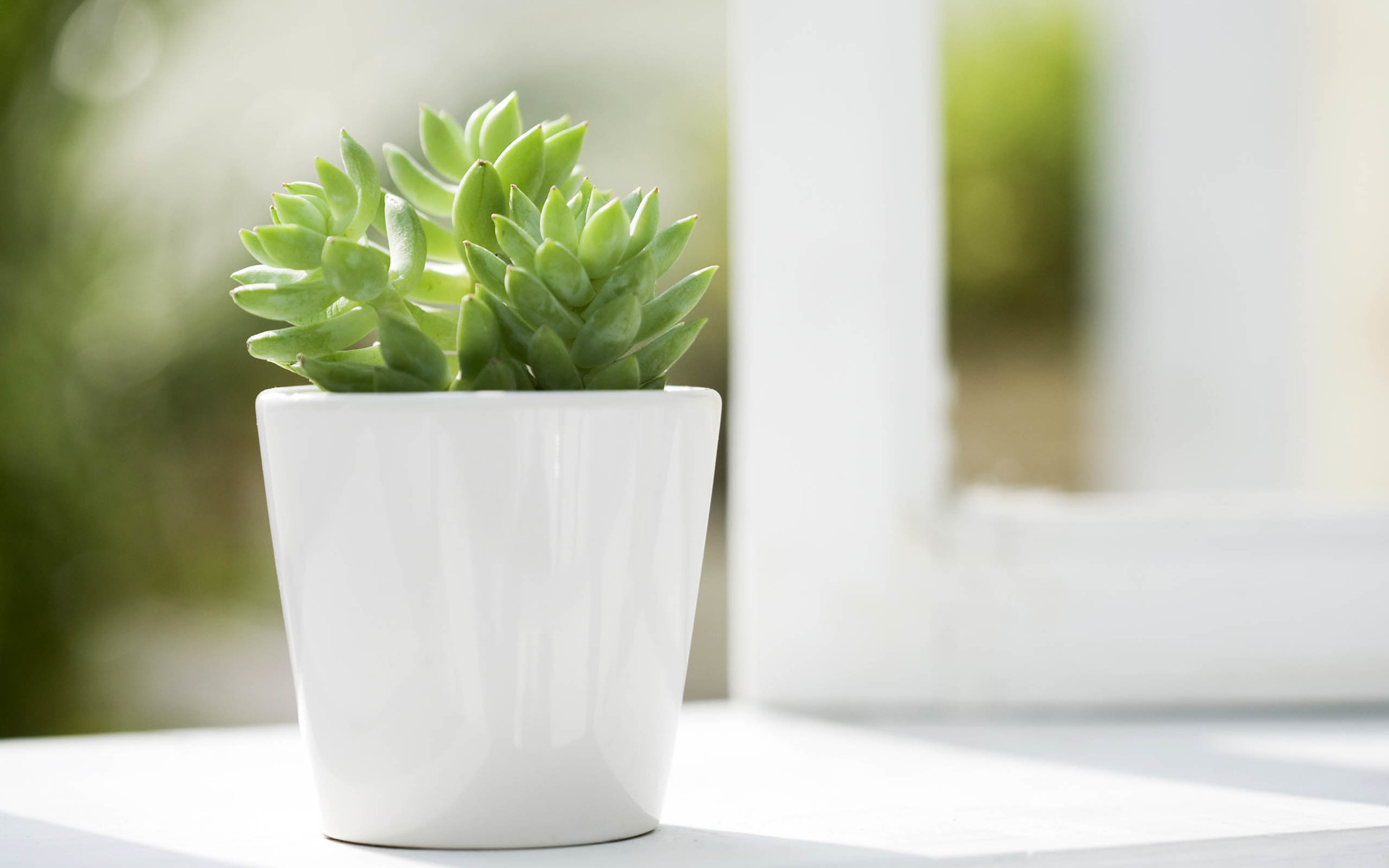 精选简约素雅小清新绿色植物盆栽图片电脑桌面壁纸