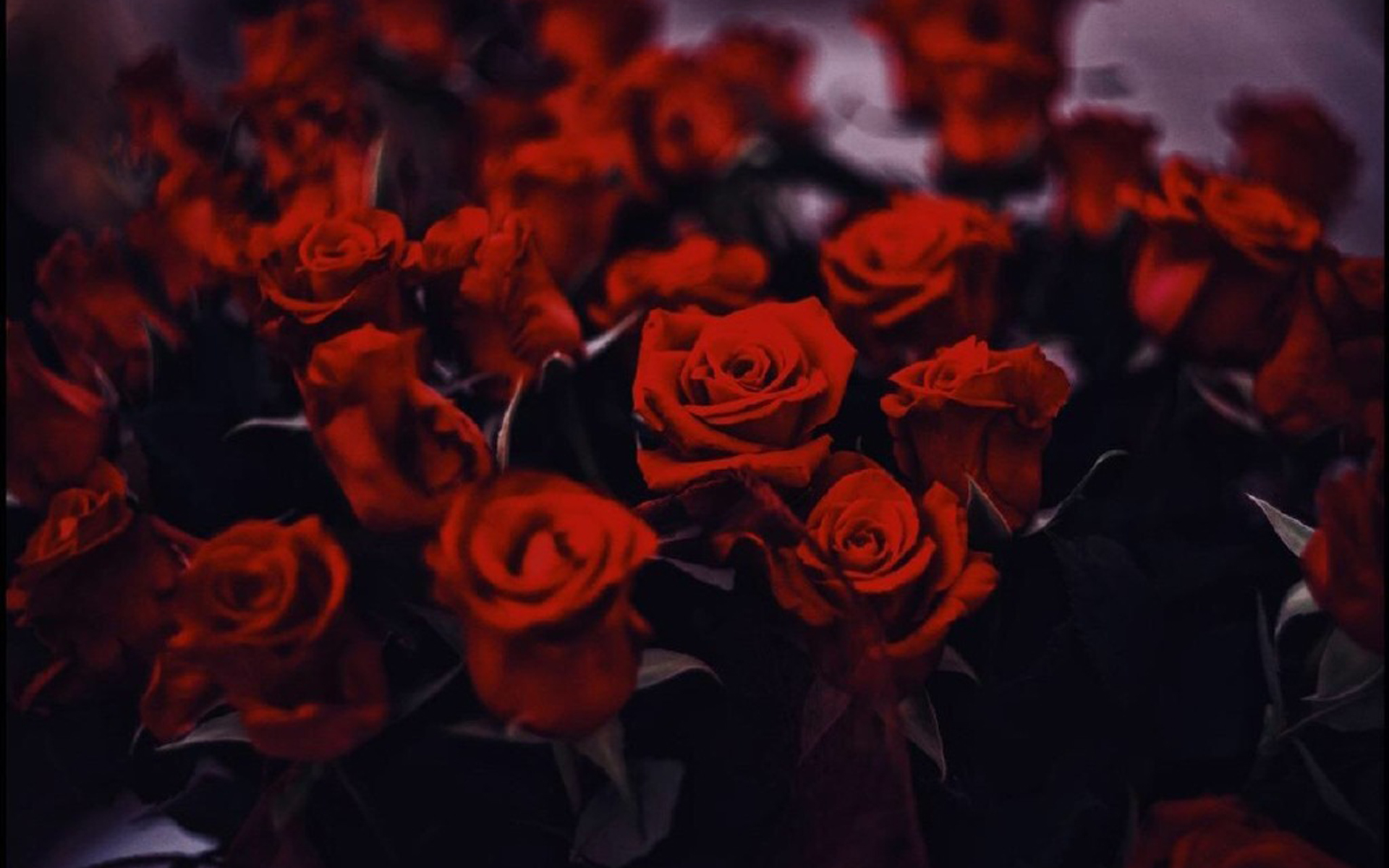 娇艳迷人的玫瑰花桌面壁纸