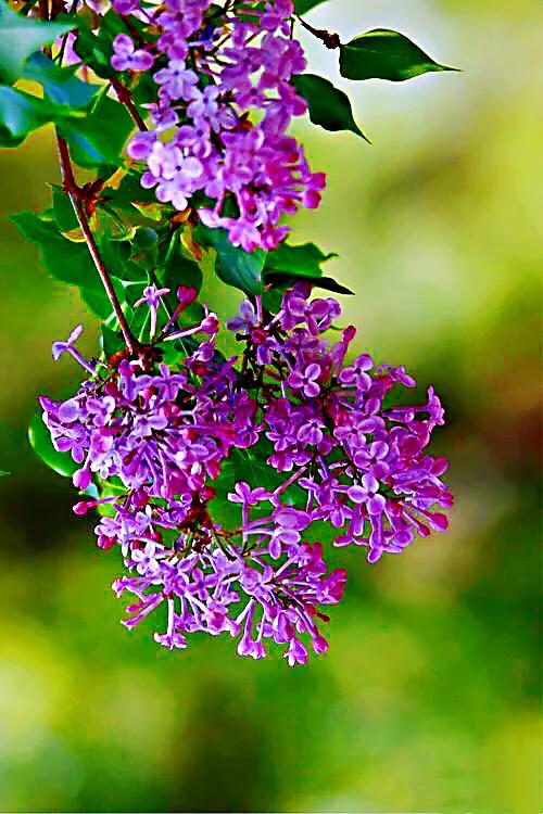 丁香花的颜色有哪些(丁香三品～清雅脱俗,芳香四溢的紫丁香,白丁香,红