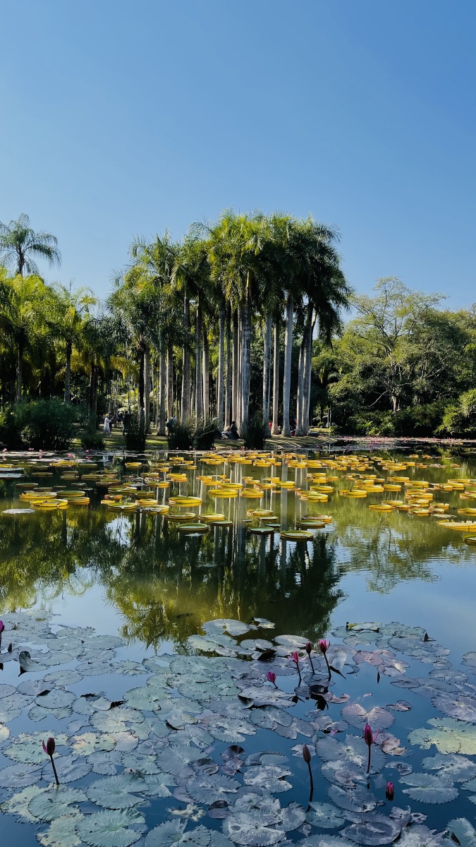 美丽的西双版纳勐仑景区植物园有植物王国的缩影绿宝石的心脏之誉