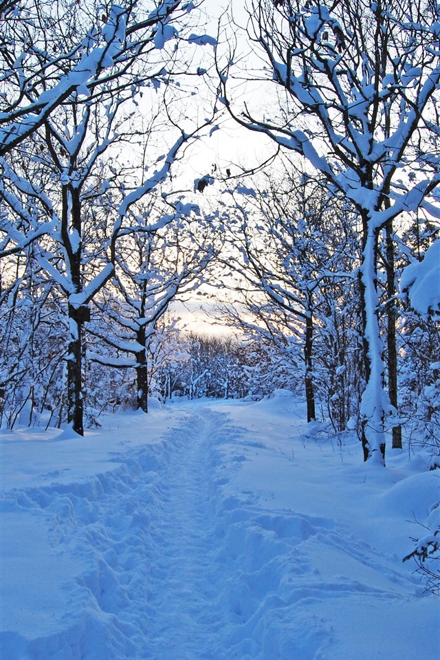 瑞典,树木,大雪,冬天 4k
