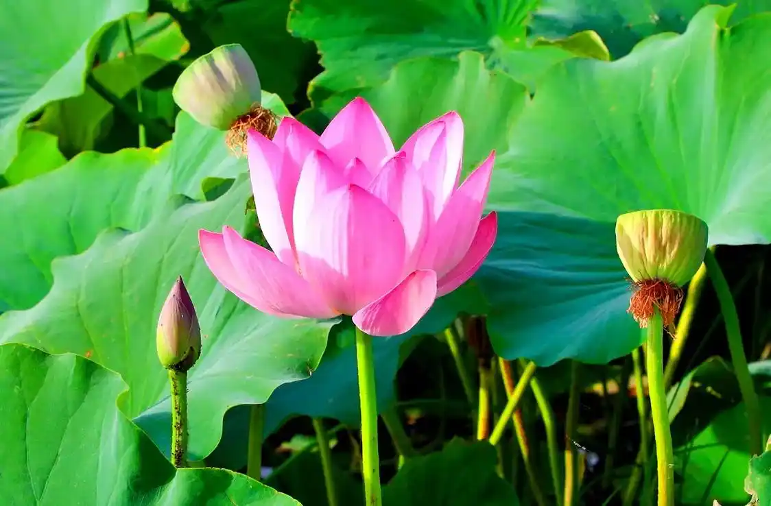 荷风送香,风景清新,无边风景,荷开满塘,又是一年夏日荷花盛开 - 抖音