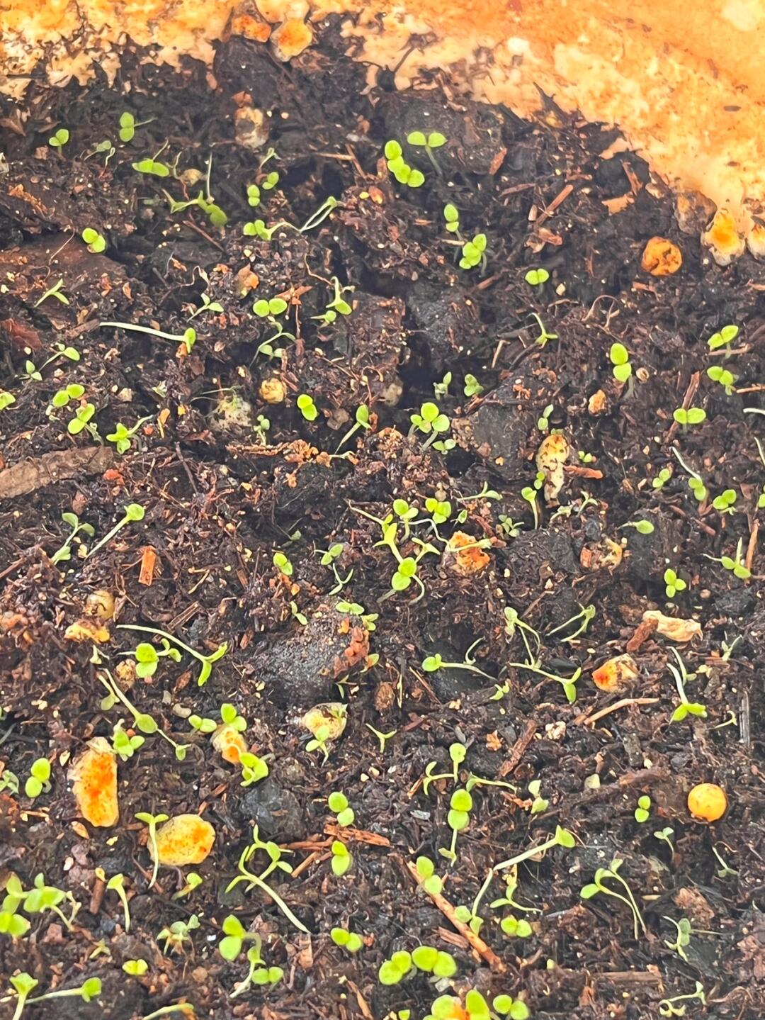 大家帮我看看矮牵牛怎么了0101