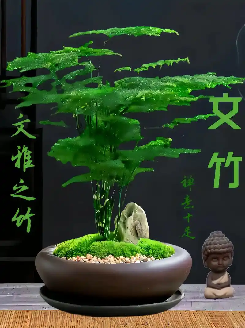 文竹.文竹,又称云片松,刺天竹,云竹,俗称文雅之竹文竹姿态优 - 抖音