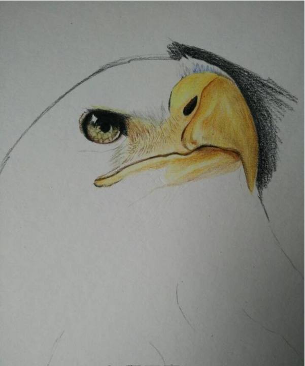 彩铅画教程彩铅手绘白头海雕步骤