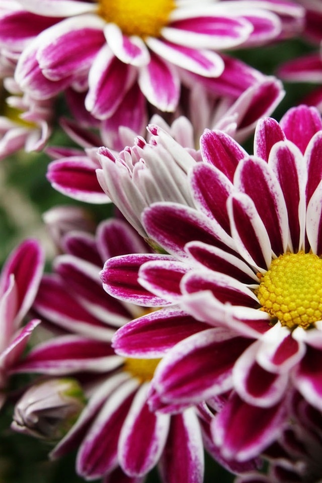 壁纸 白边紫色花 1920x1200 hd 高清壁纸, 图片, 照片