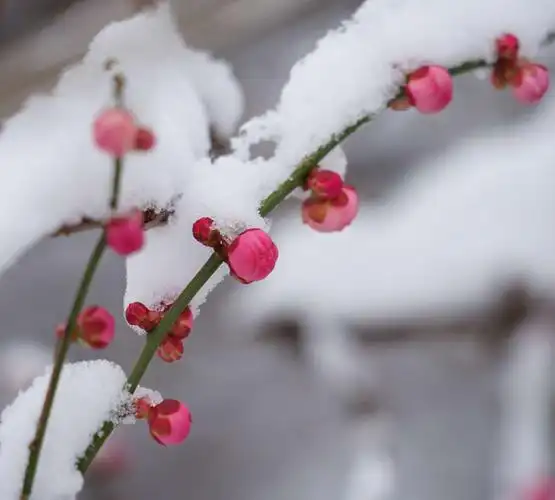 树木园里几株红梅,在雪中显得娇艳无比.