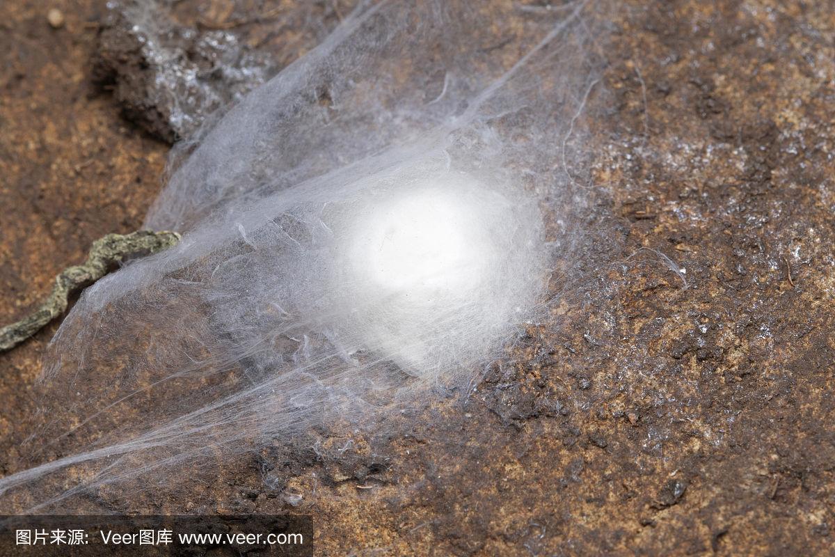 刺蜘蛛科,蜘蛛卵袋,地栖蜘蛛