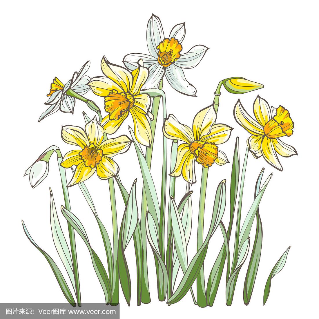 水仙花,孤立在白色背景上.手绘插图.