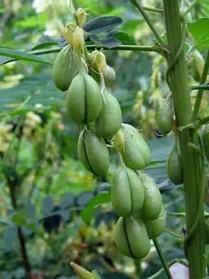 苦参的功效与作用解说