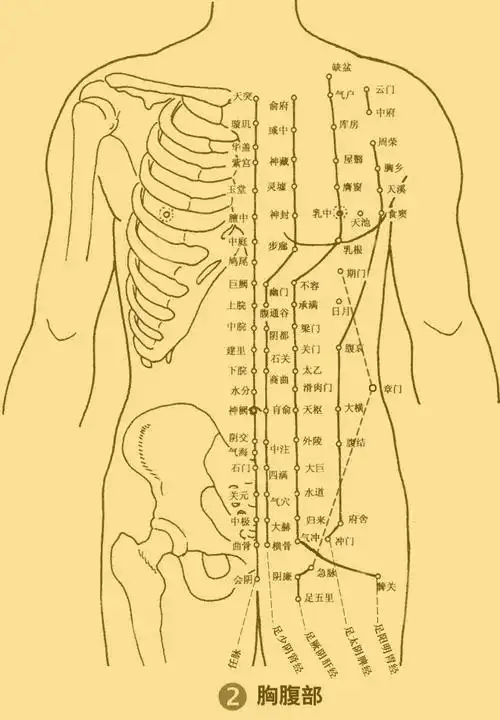 人体结构,经络穴位,部位细节 图解