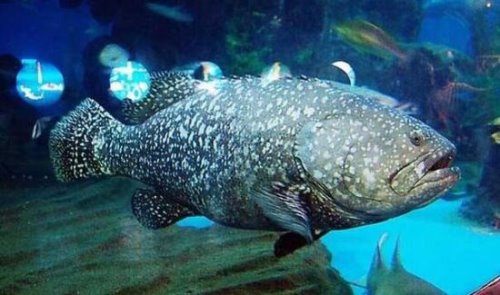 世界上最大的石斑鱼巨石斑鱼长达26米重683斤