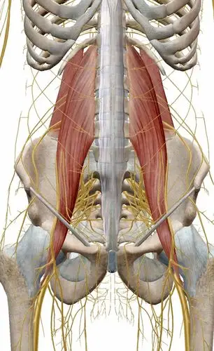 神经支配:t12,l1-l2