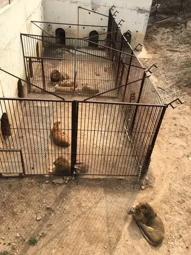 可怜的狮子们,被困在狭小的笼子里