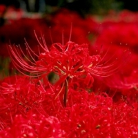 曼珠沙华图片头像大全彼岸花曼珠沙华头像图片精选