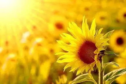 原来只有自己可以让自己快乐 如何让自己快乐阳光起来