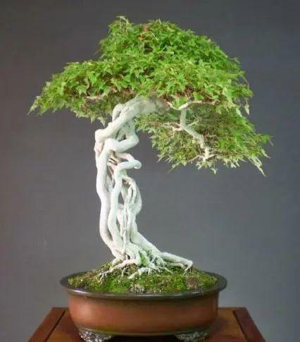 提根树桩盆景的制作方法