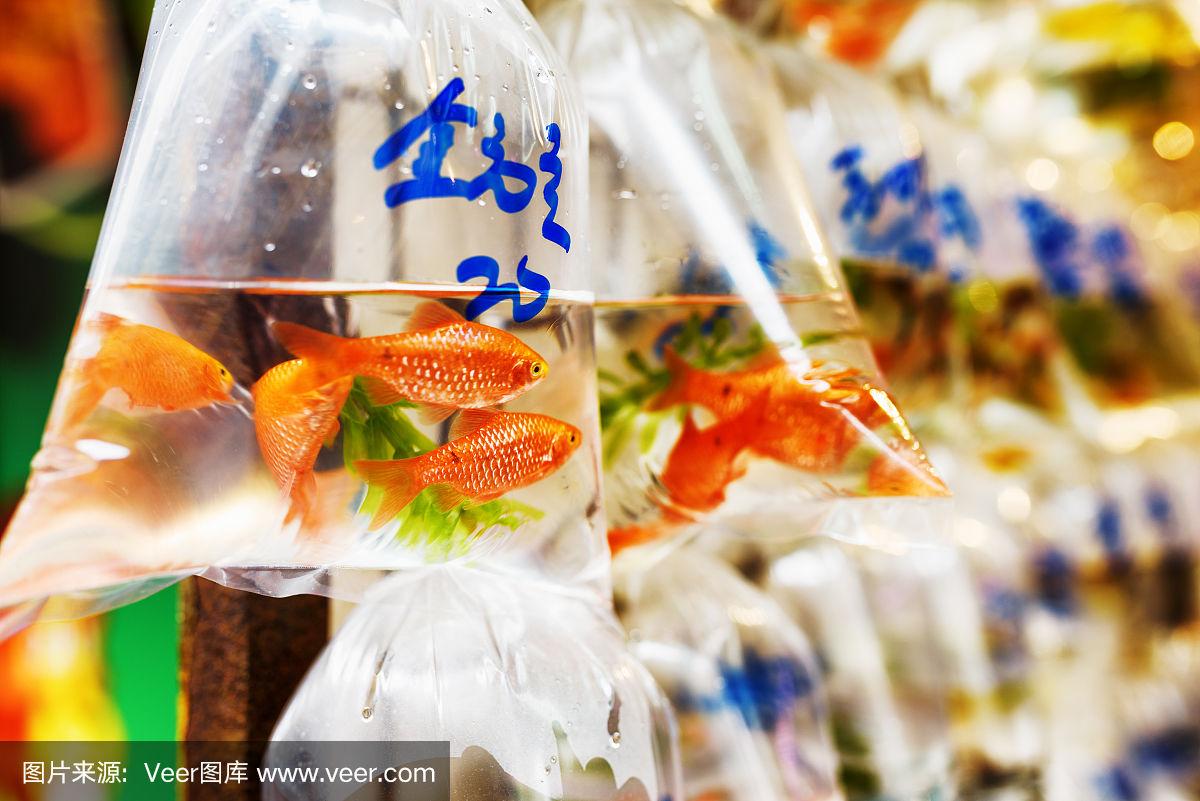 墙上挂着塑料袋里的金鱼