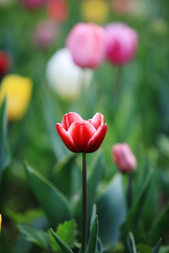 再不赏花,花就谢了—植物园赏郁金香图片959,北京市旅游景点,风景名胜
