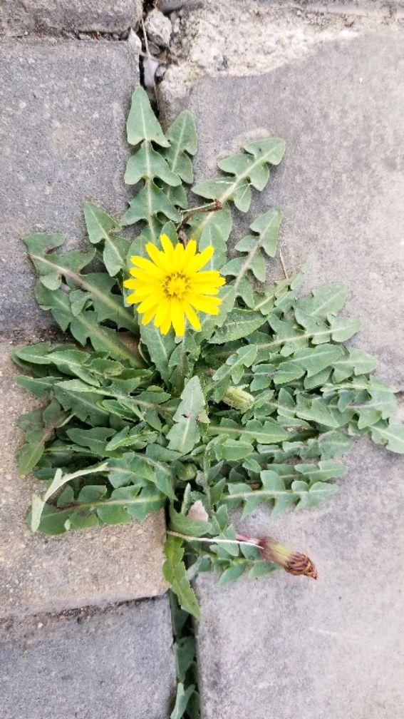 怎样辨识蒲公英的真假