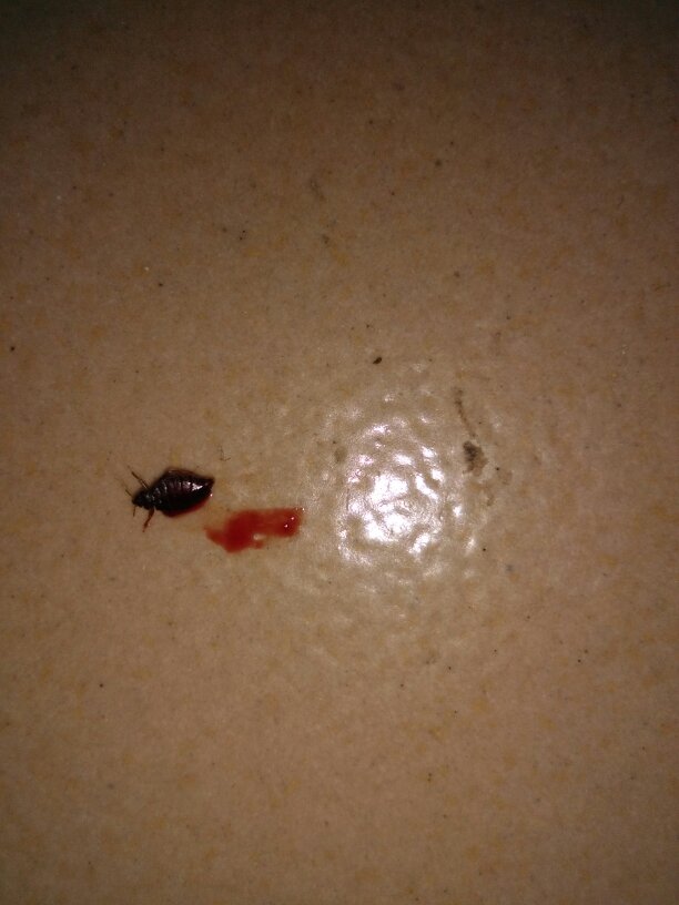 这是什么虫子 吸血 咬人很痒