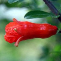 微信石榴树头像_高清石榴树微信头像