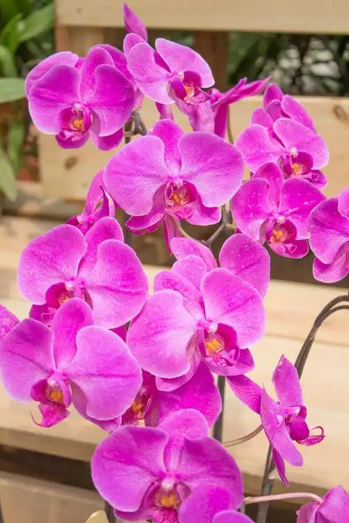 唯美红色蝴蝶兰,图片大全,高清,图库-回车桌面