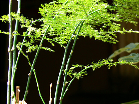 文竹长得慢怎么办