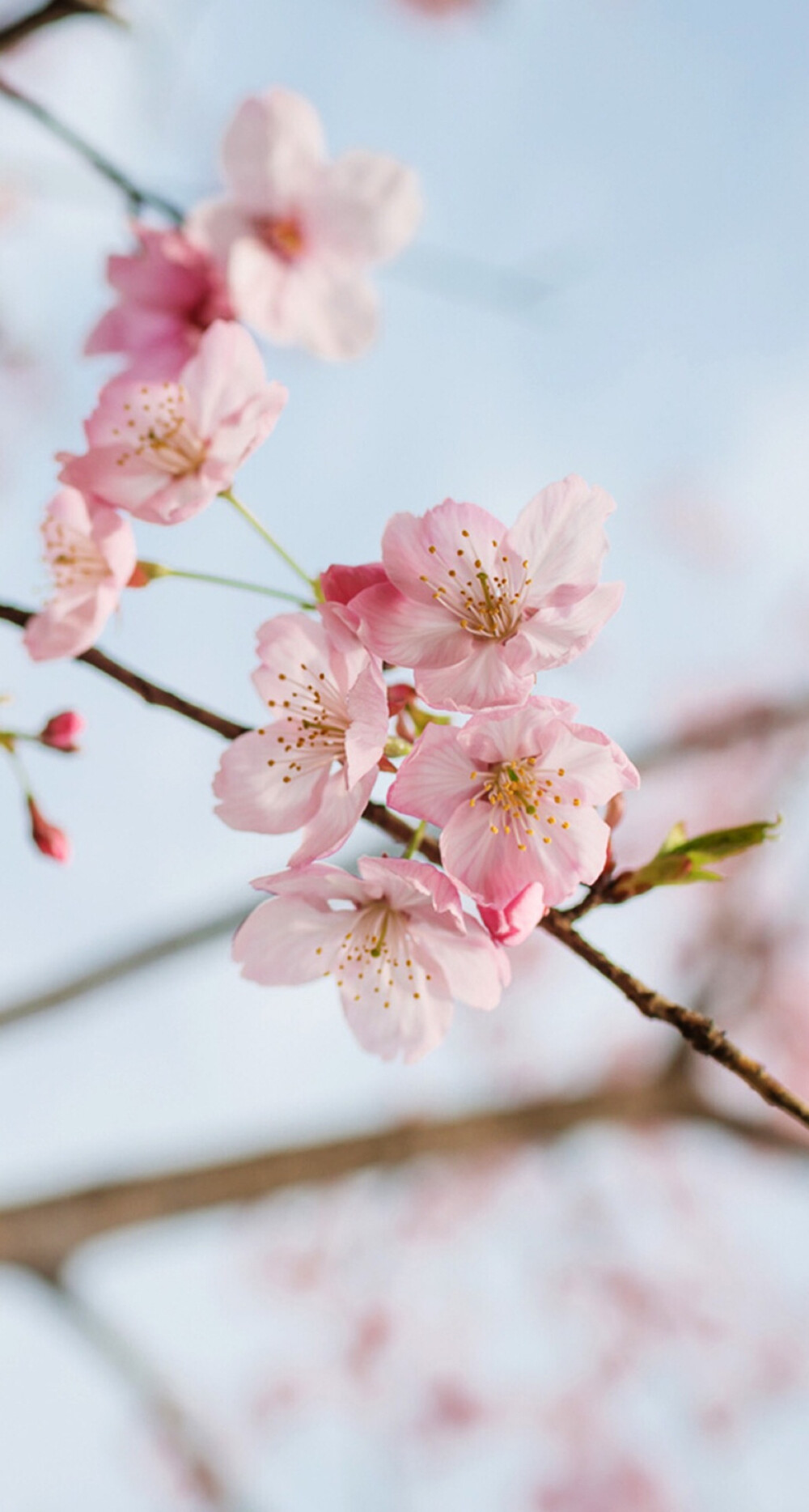 桃花- 堆糖,美图壁纸兴趣社区