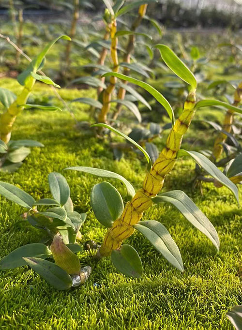 科技特派团助力文山广南铁皮石斛提质增效