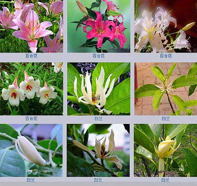 多姿多彩==百花名称
