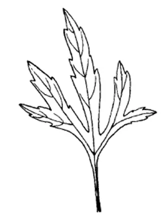 这种长得像杂草的植物可是妇科良药,一起来辨别吧_益母草_母亲_裂片