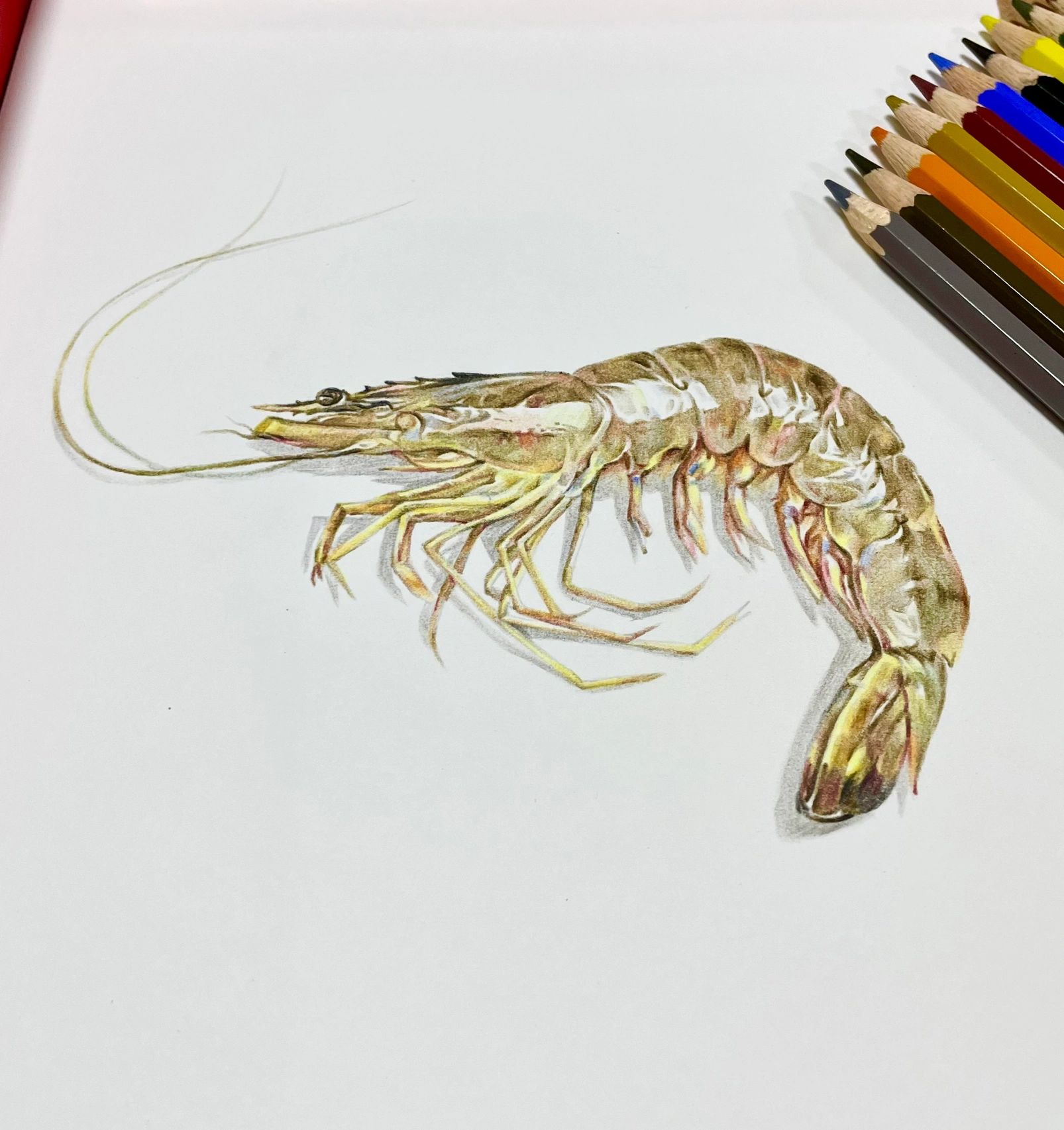 分享彩铅画虾的步骤图 下一幅画什么呢?有推荐吗