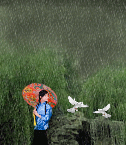 【原创】【新韵】【五言绝句】【细雨霏霏】【图文编辑╱五月白杨】