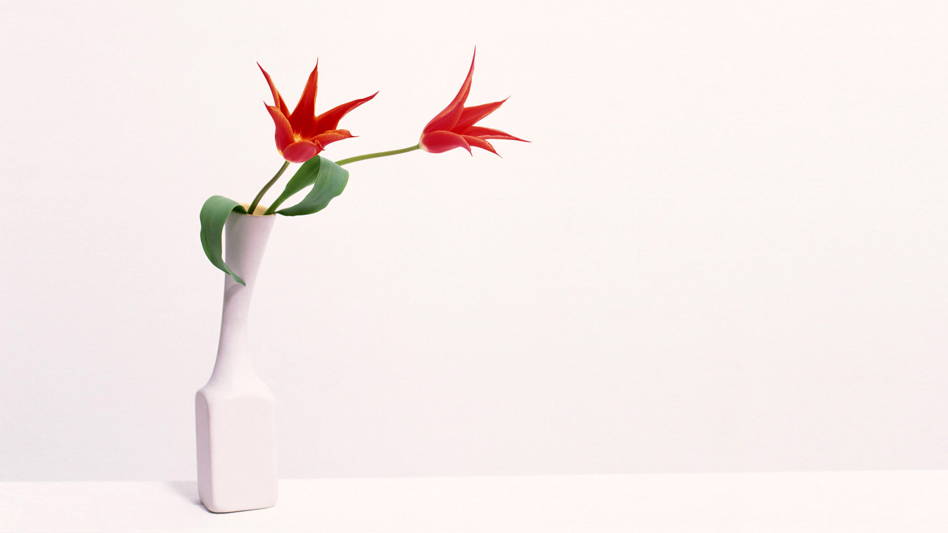 简约小清新室内花卉植物桌面壁纸