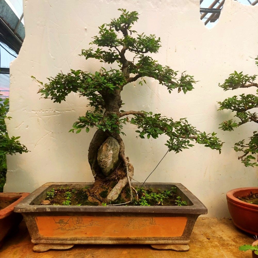 精品榔榆盆景 造型小叶榆树怪桩 榆树老桩盆景 一物一拍——逸旺达