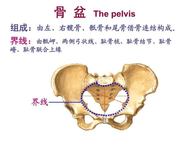 图片中的 蓝色界线就是大小骨盆的分界线,肉眼大致能判断出来哪些部分