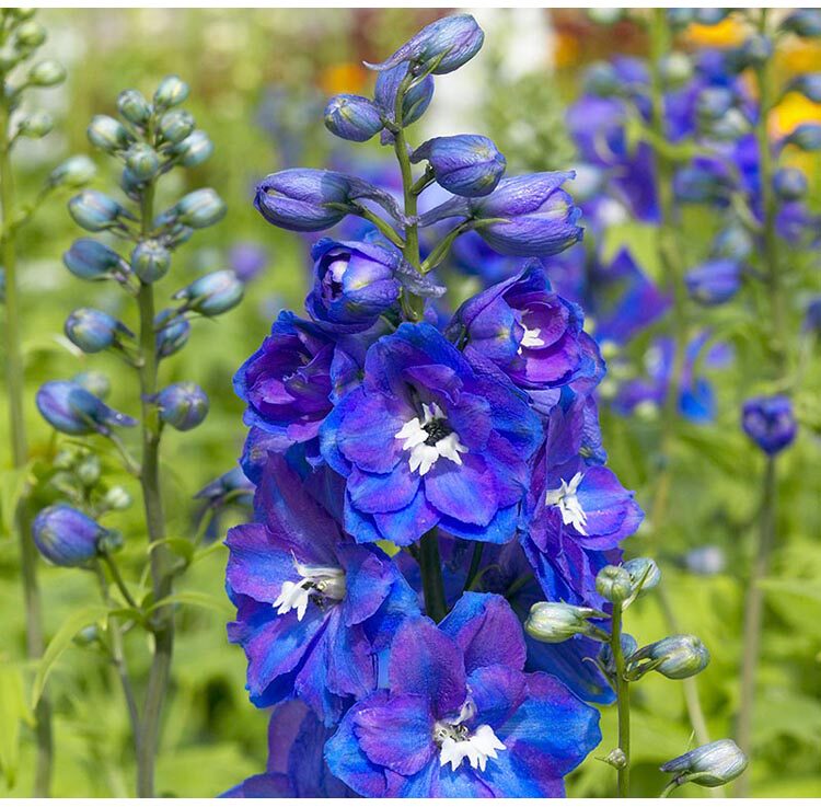 泛美大花飞燕草卫士观花植物切花宿根多年生花苗花卉盆栽好养耐寒