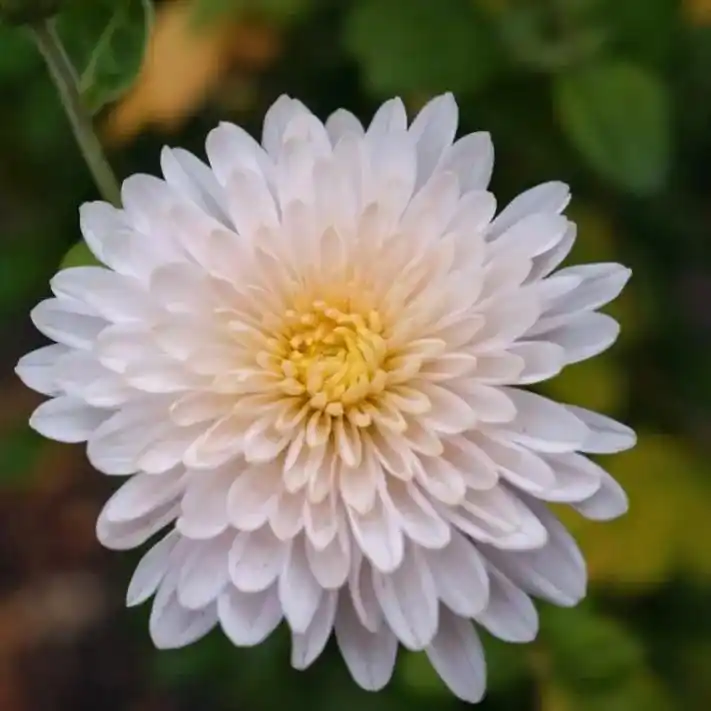 花花头像.为什么要去,正是出发的理由#花朵 #郁金香 #静 - 抖音