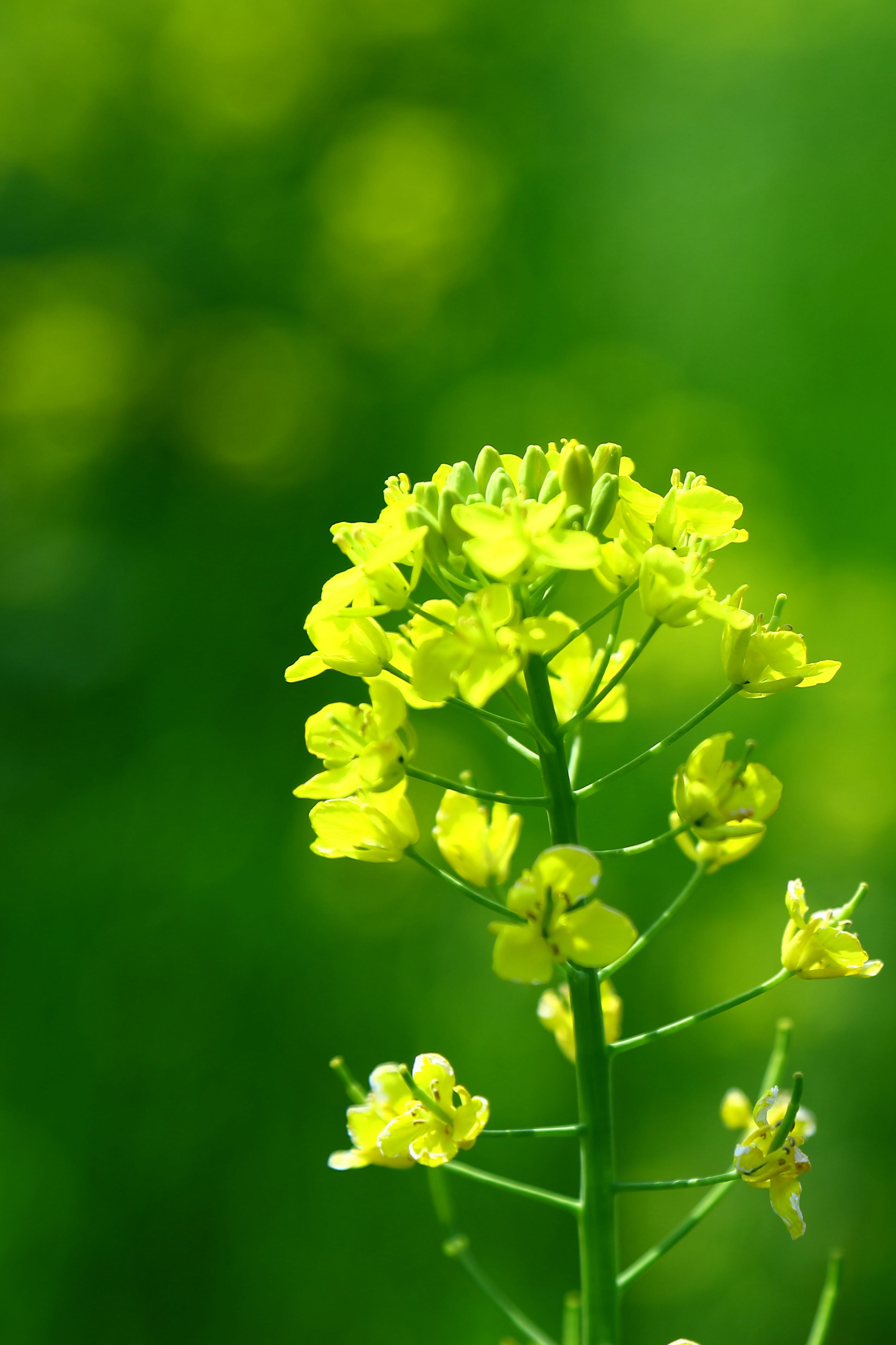原图欣赏-太平洋摄影部落