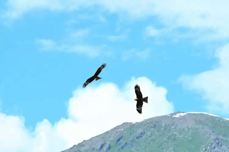 每当看见蓝蓝的天空,我就有了一个愿望——我想变成一只雄鹰,在天空