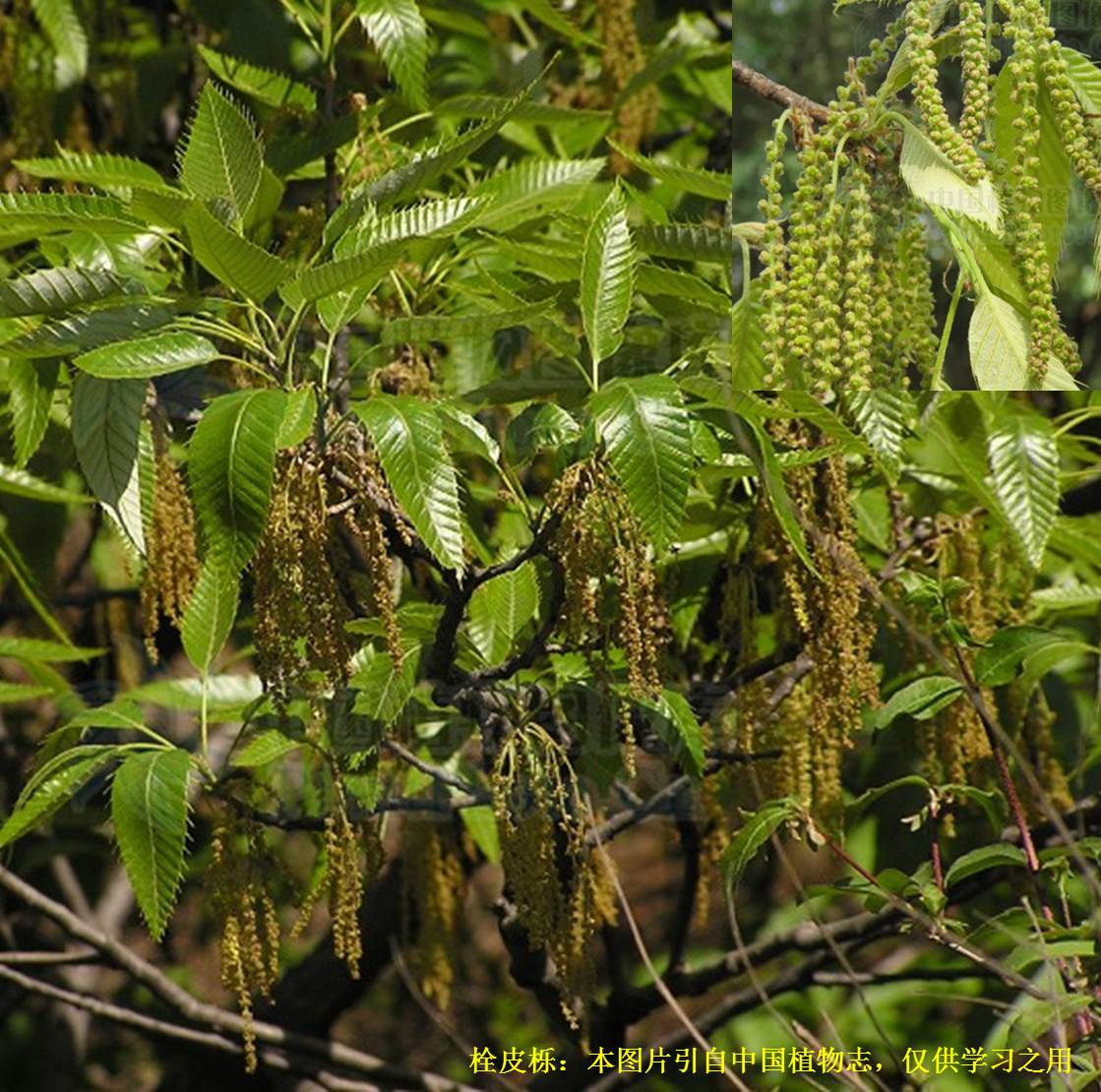 20210114栓皮栎quercusvariabilisblume