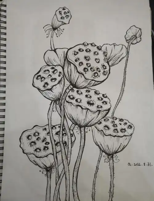 第一次临摹线条乱的一批哈哈夏日莲蓬