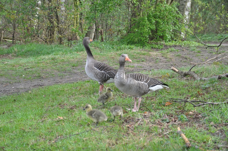 灰鹅,家庭,春天