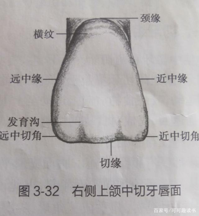 恒牙形态与功能―上颌中切牙