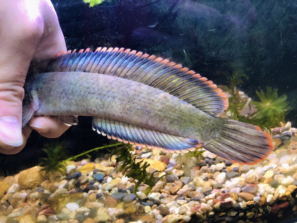 彩虹雷龙观赏鱼南鳢精品七彩活体凶猛冷水鱼淡水鱼鱼